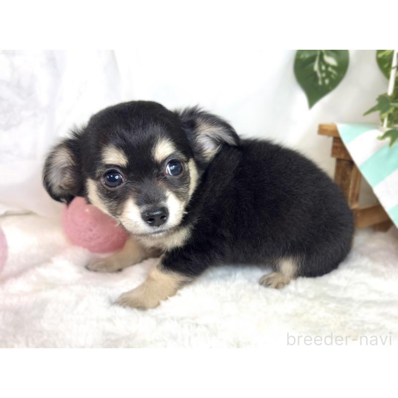 成約済の滋賀県のチワックス:チワワ×ミニチュアダックスフンド-411772の2枚目